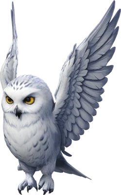 Snowy Owl